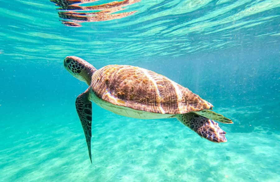 Full-Day Tour to Angra dos Reis and Ilha Grande - What the $66 price really covers