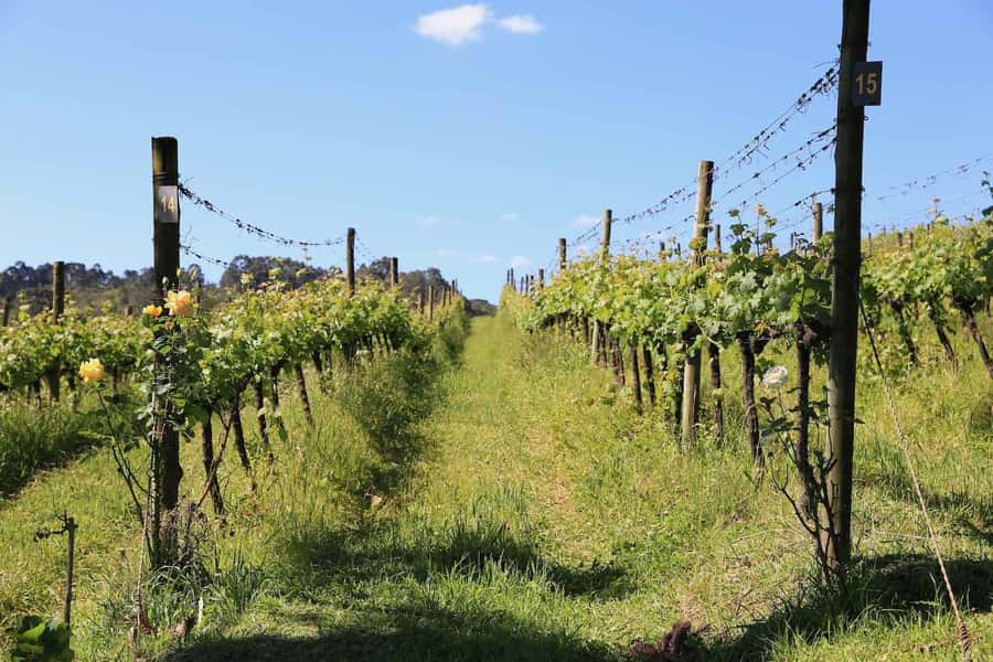 Gramado and Canela: Private Daytour from Porto Alegre - Skyglass or Air Tables, the day’s most unusual stop
