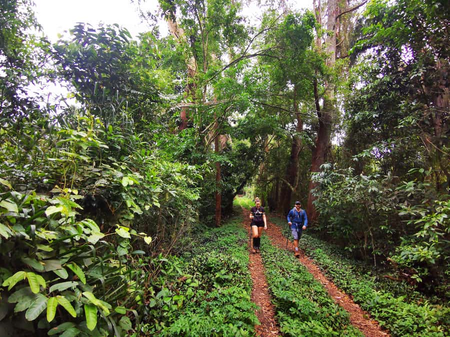 Ilha Grande: Lopes Mendes Private Hiking Tour - Arriving at Lopes Mendes after the forest trail