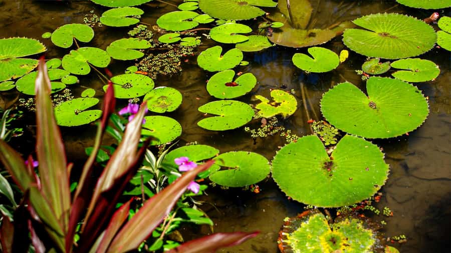 Jeep'n'Green: Rio Botanical Garden & Tijuca Rainforest Tour - Who will get the most from the $95 price