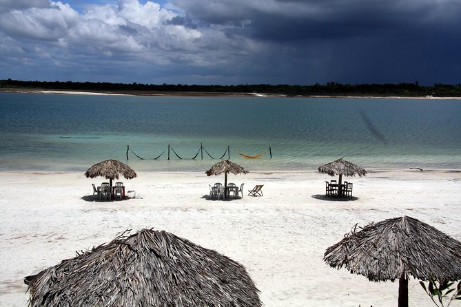 Jericoacoara Tour in 1 Day - Arvore da Preguica Is Built for One Good Photograph
