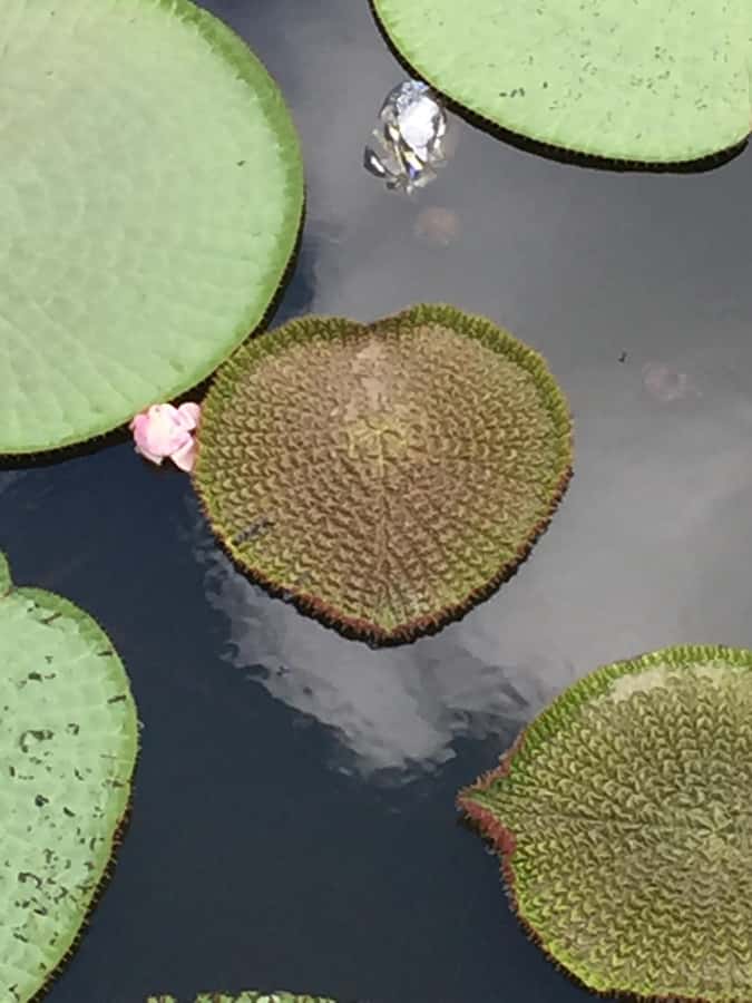 Manaus: 2-Day River Tour With Overnight Stay - Pink dolphins and a simple midday meal