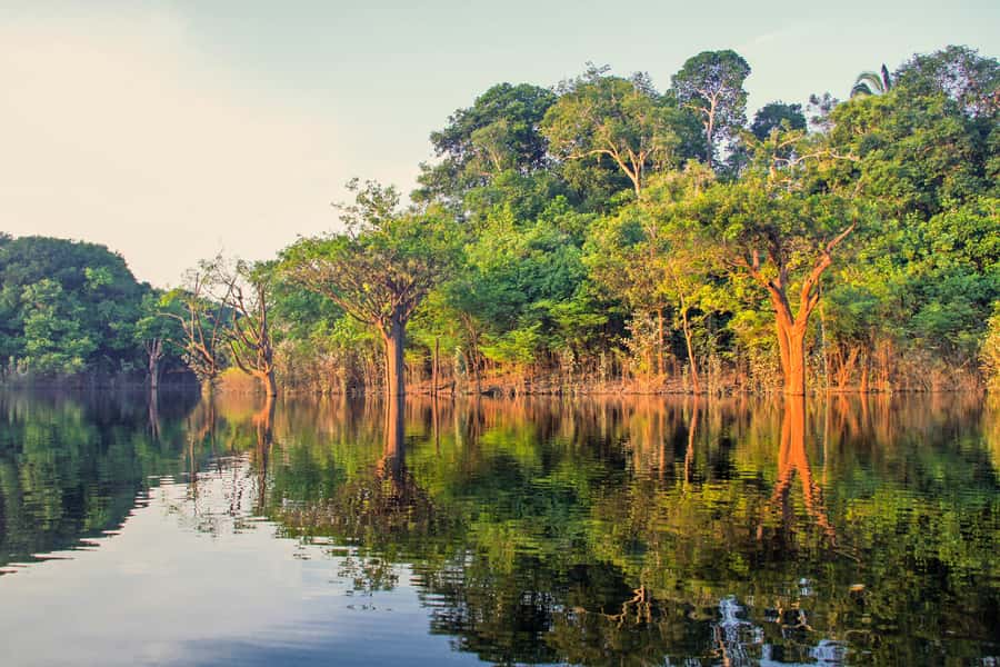 Manaus: Amazon Jungle Half-Day Walking Tour - Leaving Manaus by motorized canoe at 7:30 a.m.
