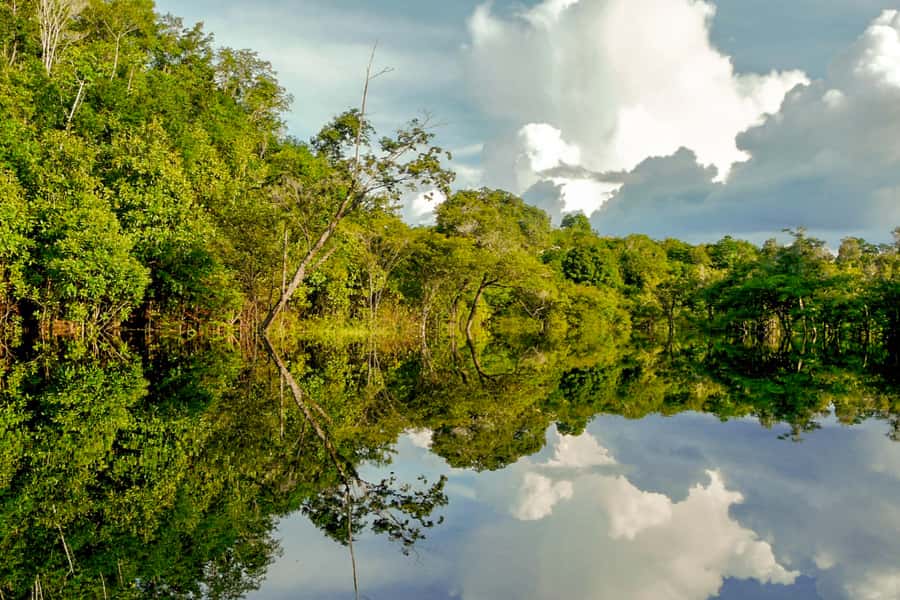 Manaus: Amazon Jungle Half-Day Walking Tour - What you may see among the trees