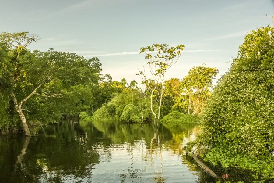 Manaus: Amazon Jungle Half-Day Walking Tour - Guides can make or break this experience