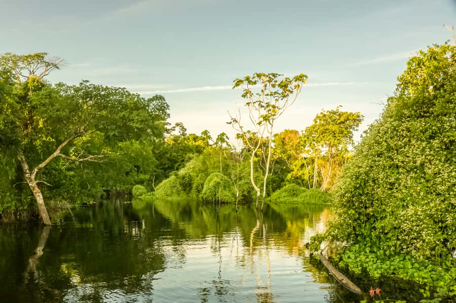 Manaus: Amazon Jungle Half-Day Walking Tour - Is $150 a fair price for four hours?