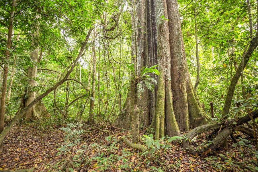 Manaus: Amazon Jungle Half-Day Walking Tour - Who will enjoy this Manaus tour?
