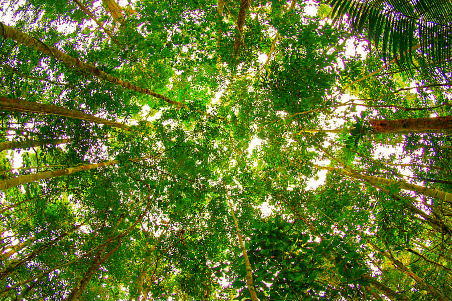 Manaus: Amazon Jungle Half-Day Walking Tour - A rainforest walk built around local knowledge