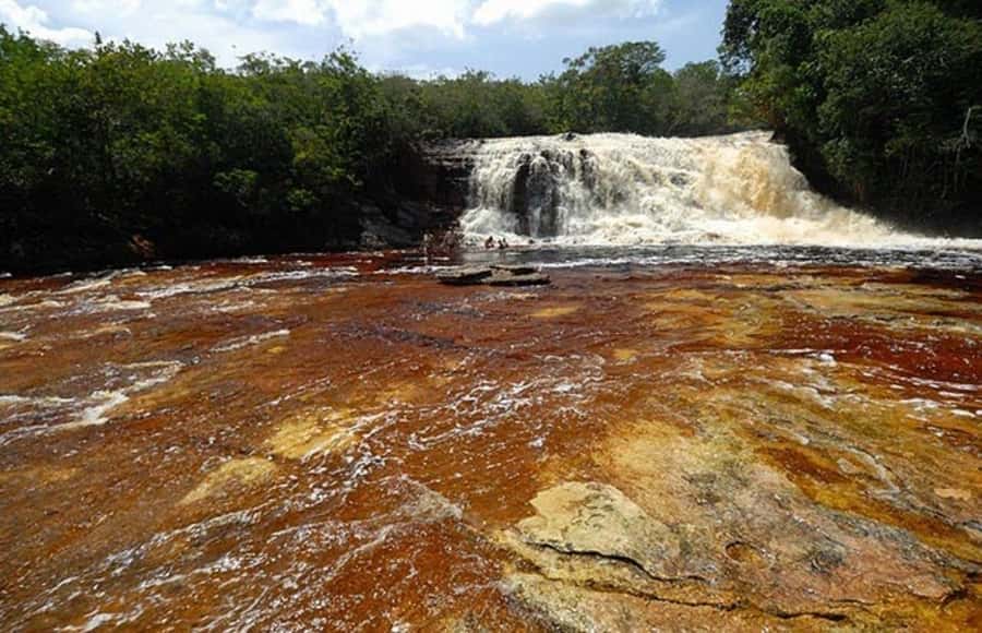 Manaus: Amazon Waterfalls Day Trip with Lunch - The botanical trail and the first taste of Amazon nature
