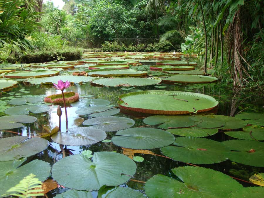 Manaus: Full-Day Tour on the Amazon River - Canoes, Victoria Regia, and the calmer waterways