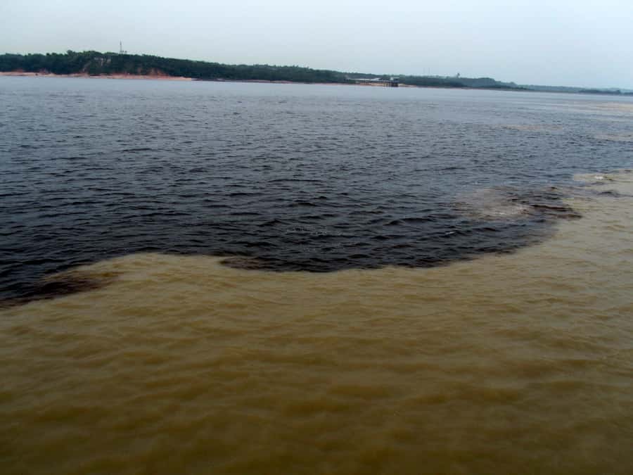 Manaus: Meeting of the Waters & Pink Dolphin Tour with Lunch - How the six-hour Manaus outing works