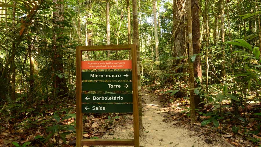 Manaus: Meeting of the Waters & Pink Dolphin Tour with Lunch - Canoeing through flood forest