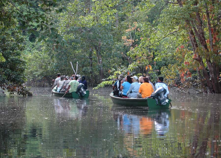 Manaus: Meeting of the Waters & Pink Dolphin Tour with Lunch - What $75 gets you