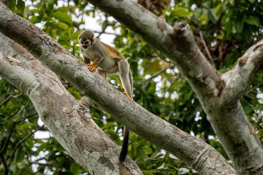 Manaus: Multi-Day Amazon Survival Trip with Camping - Caiman spotting after dark