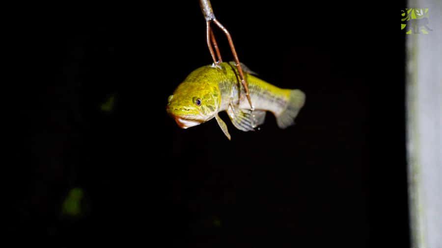 Manaus: Multi-Day Amazon Survival Trip with Camping - Sunrise by canoe at 5:30 a.m.