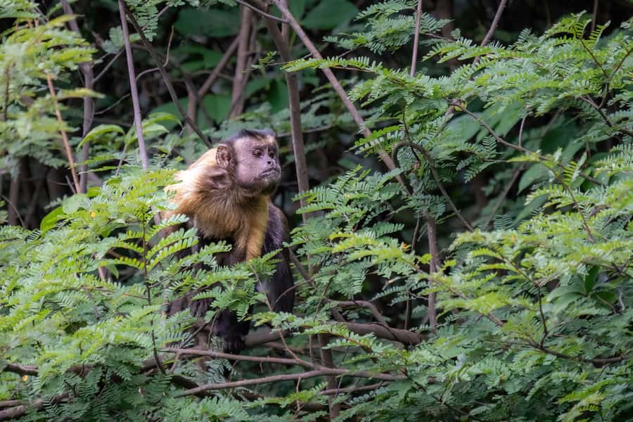 Manaus: Multi-Day Amazon Survival Trip with Camping - Canoeing through flooded forest and fishing for piranhas