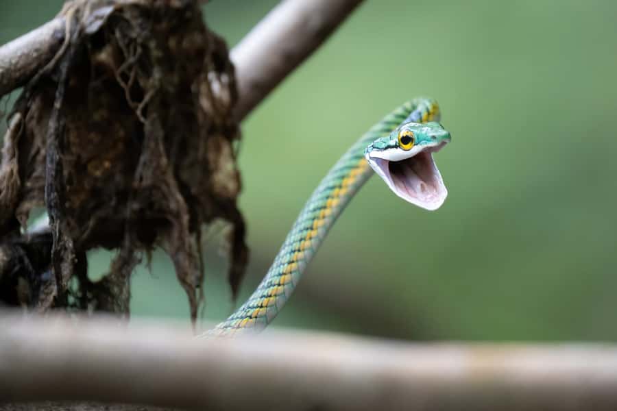 Manaus: Multi-Day Amazon Survival Trip with Camping - Seeing the Meeting of the Waters