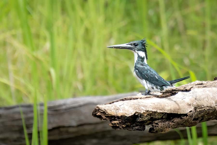 Manaus: Multi-Day Amazon Trip at Tapiri Floating Lodge - Who should choose this Amazon trip?