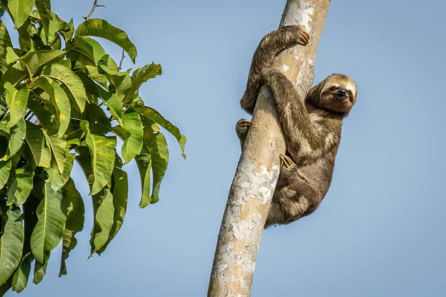 Manaus: Multi-Day Amazon Trip at Tapiri Floating Lodge - Reaching the lodge from Manaus