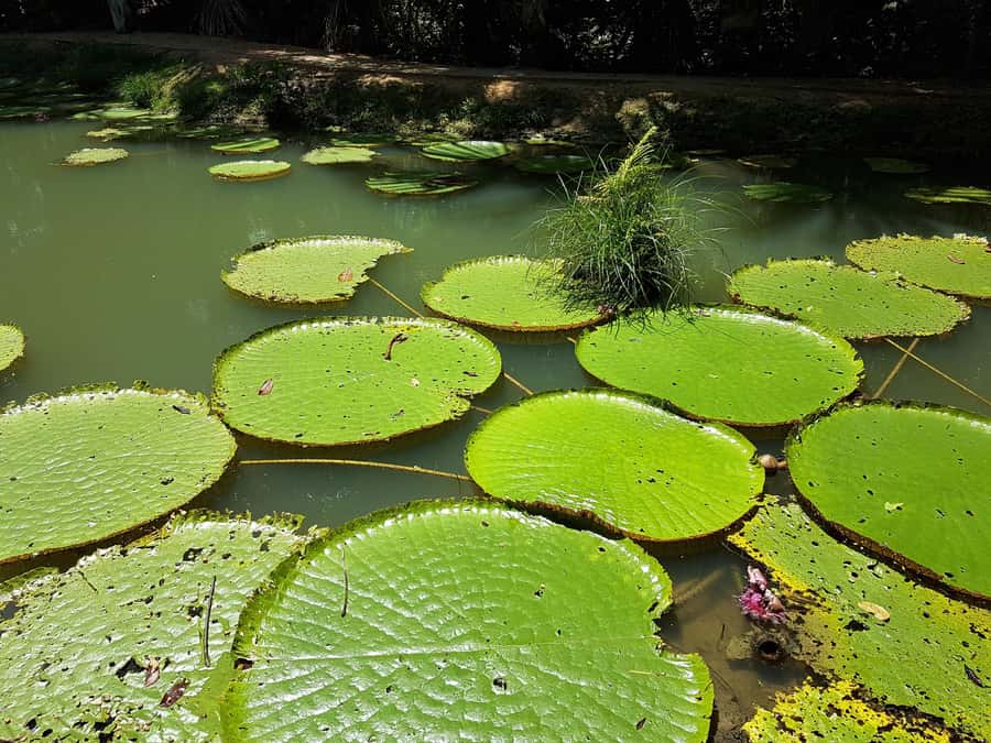 Manaus: MUSA and INPA Museums with Observation Tower Tour - Should you book the MUSA and INPA tour?