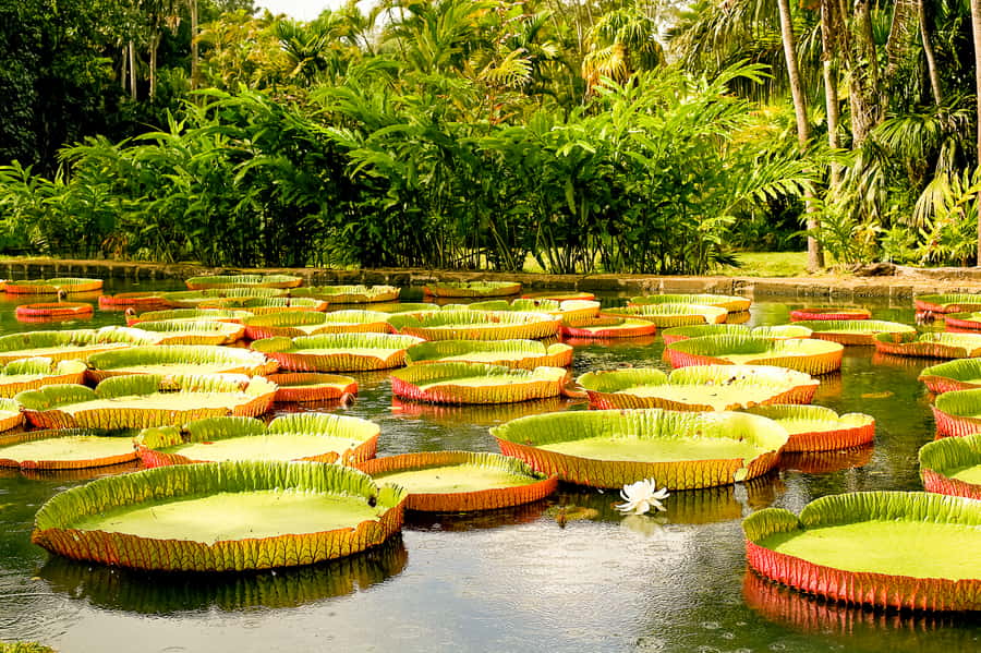 Manaus: MUSA and INPA Museums with Observation Tower Tour - The MUSA visit: trails, plants, and small creatures