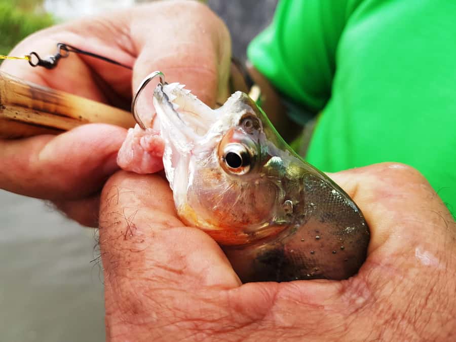 Manaus: Piranha Fishing and Alligator Watch Evening Tour - From Manaus docks to the Iranduba shoreline