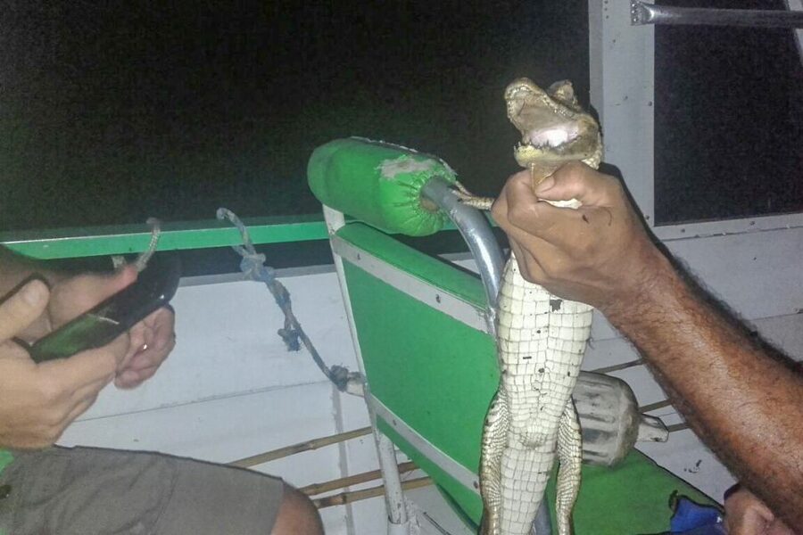 Manaus: Piranha Fishing and Alligator Watch Evening Tour - Practical packing advice for the river