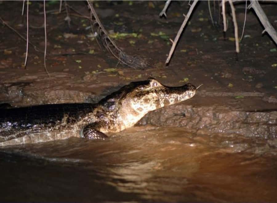 Manaus: Piranha Fishing and Alligator Watch Evening Tour - Why Iranduba matters for piranha fishing