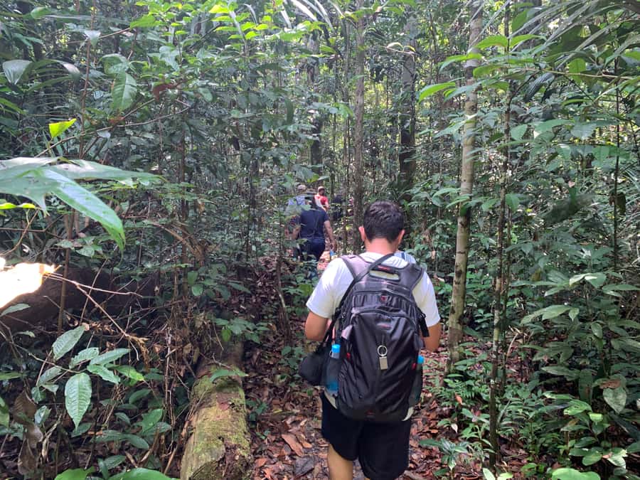 Manaus: Presidente Figueiredo Caves and Waterfalls Tour - Iracema Park begins with a short jungle walk