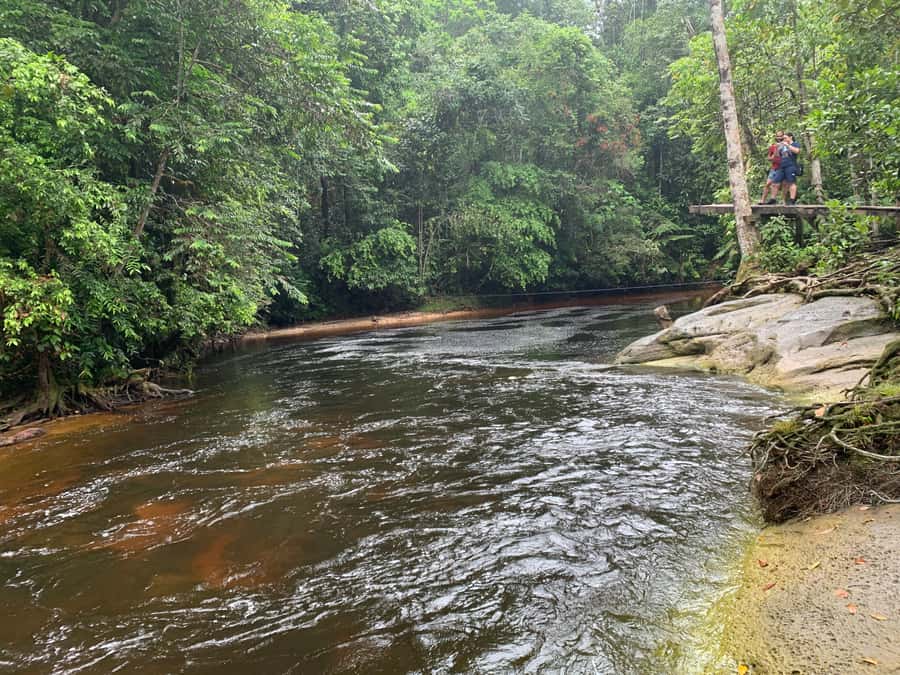 Manaus: Presidente Figueiredo Caves and Waterfalls Tour - What the guide adds to the experience