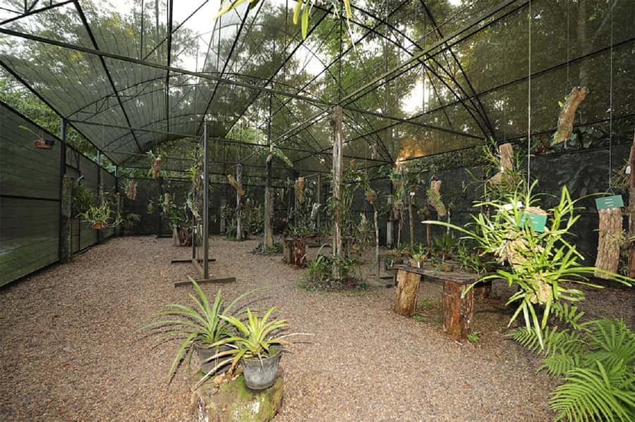 Manaus : Visit to MUSA (Amazon Museum) - Key details to know before visiting MUSA
