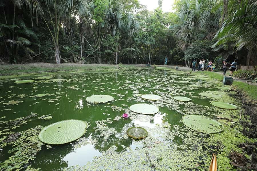 Manaus : Visit to MUSA (Amazon Museum) - Exhibitions that connect nature and daily life