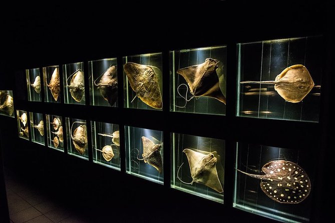 Official Ticket: Oceanographic Museum Univali - Piçarras - SC - Why the Univali museum is worth your time