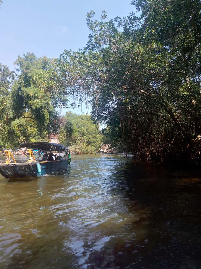 Pantanal of Rio de Janeiro - Key points to know before you go