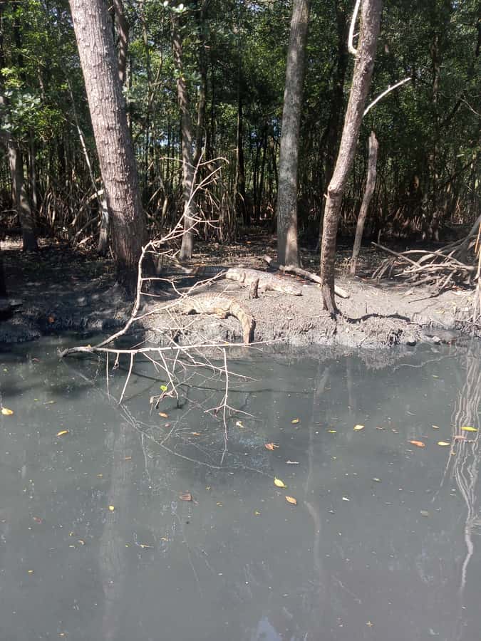 Pantanal of Rio de Janeiro - Meeting caimans and capybaras from the water