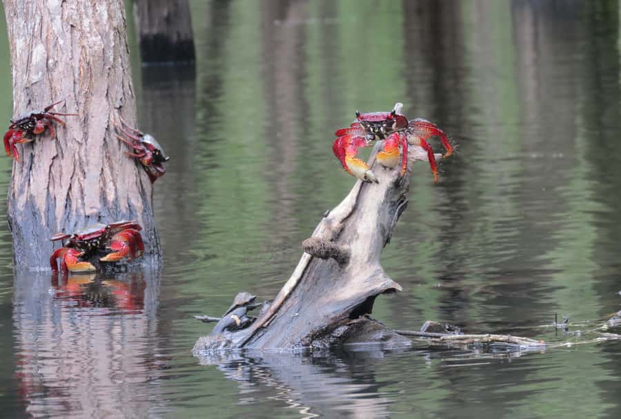 Paraty Bay: Half-Day Mangroves and Beaches Tour by Kayak - Key points to know before you paddle