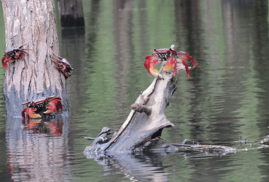 Paraty Bay: Half-Day Mangroves and Beaches Tour by Kayak - What the guides add to the experience