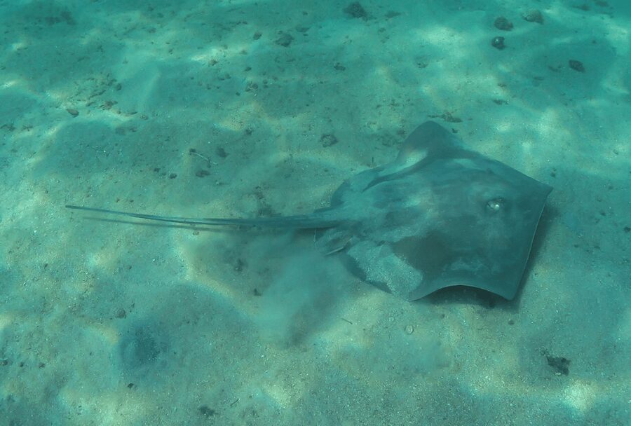 Paraty: Discovery Scuba Diving Experience for Beginners - Your 40-minute underwater session
