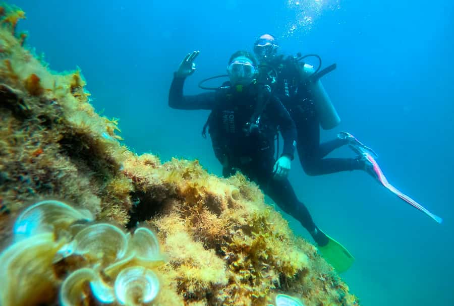 Paraty: Discovery Scuba Diving Experience for Beginners - Is $150 a fair price?