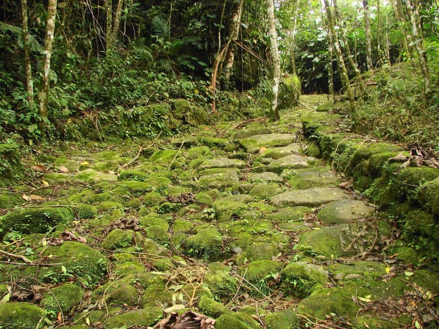 Paraty: Gold Trail Rainforest Hiking Tour - Practical packing advice for the trail