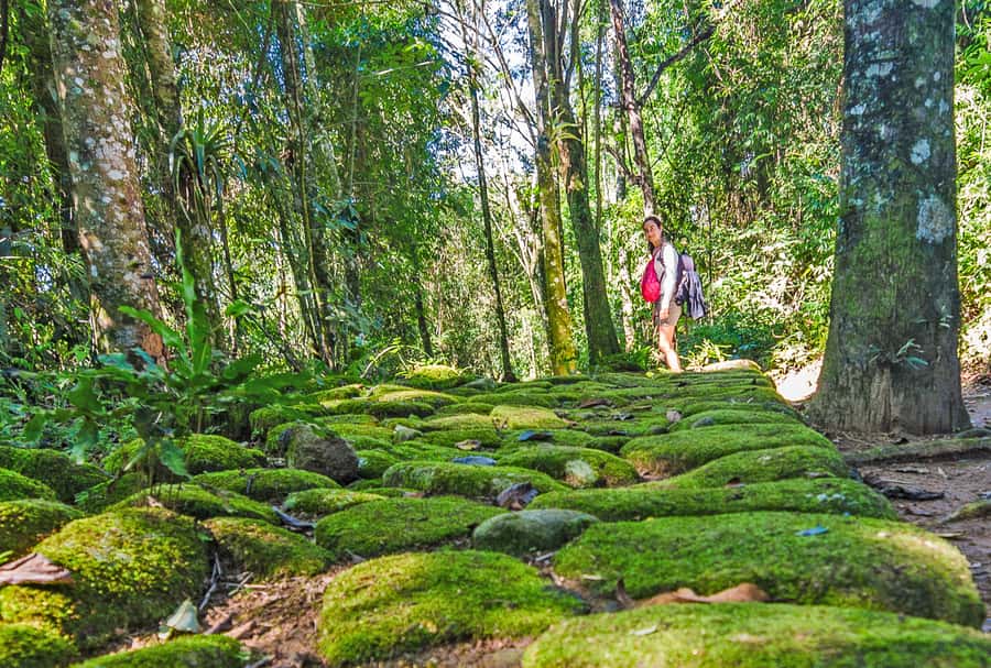 Paraty: Gold Trail Rainforest Hiking Tour - The 3.6-kilometer walk through Serra da Bocaina