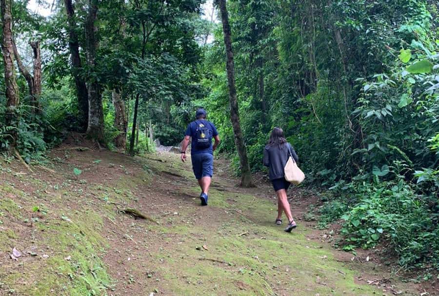 Paraty: Gold Trail Rainforest Hiking Tour - Atlantic Forest plants, animals, and changing scenery
