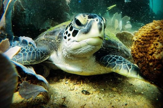 Private Program for Accredited Diver in Búzios - Starting at P&P near Praia João Fernandes