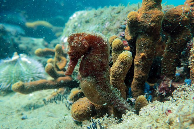 Private Program for Accredited Diver in Búzios - Is $75 a good value?