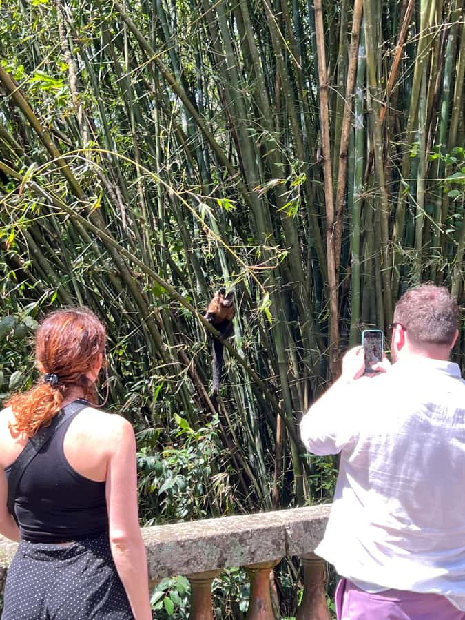 Private Tijuca Forest & Botanical Garden Guided Tour - Why this five-hour Rio outing works well