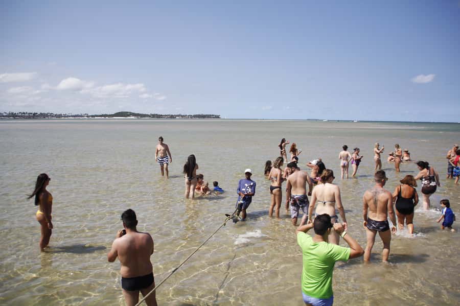 Recife: Carneiros Beach Day Tour - Who Will Enjoy This Beach Day?