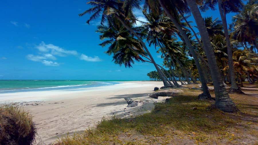 Recife: Tour to Carneiros with Catamaran Ride - Why Carneiros works as a day trip from Recife