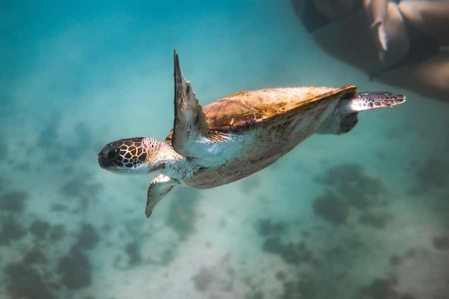 Rio: Best Dive Experience All Inclusive Scuba Diving Package - Three hours on the water around Arraial do Cabo