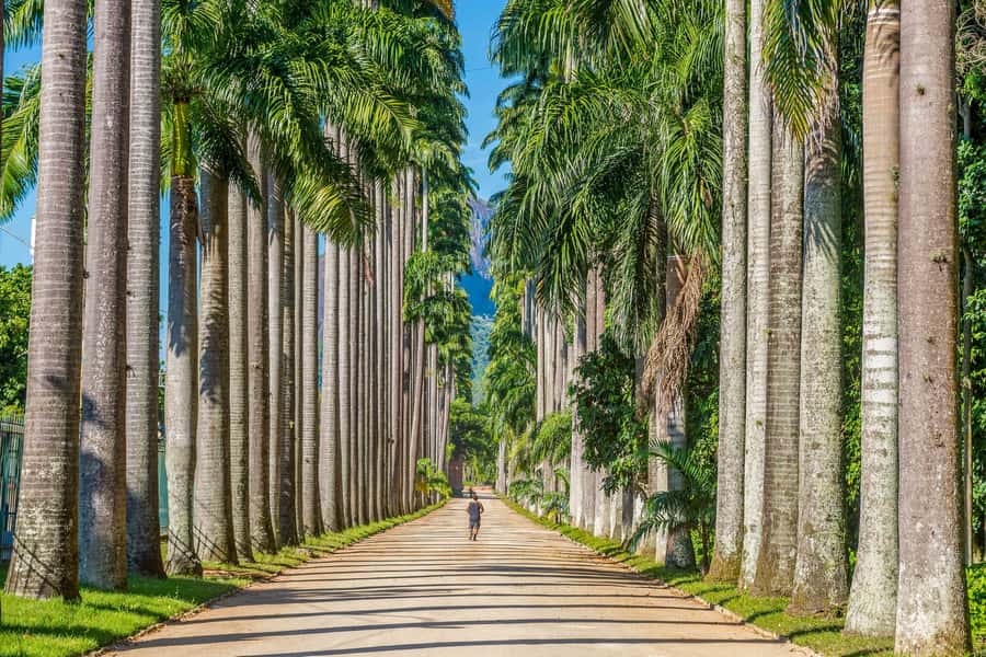 Rio: Botanical Garden, Tijuca Forest, and Parque Lage Tour - Why the Botanical Garden may be the tour’s highlight
