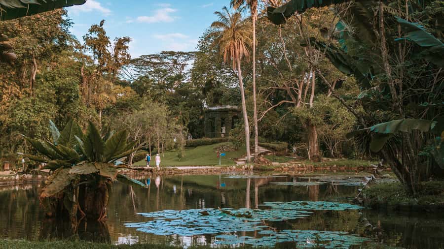 Rio de Janeiro: 4-Hour Botanical Garden & Tijuca Forest Tour - Why this four-hour nature tour works in Rio